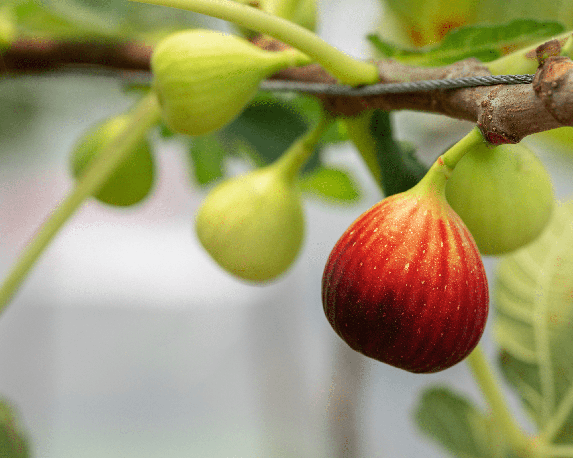 Best red fig variety