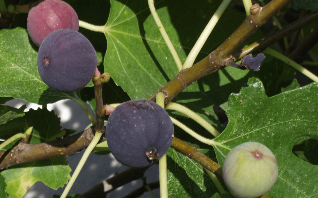 Why You Should Grow Your Own Fig Trees At Home, Whether in Pots or Inground