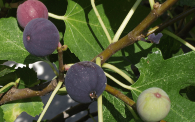 Why You Should Grow Your Own Fig Trees At Home, Whether in Pots or Inground