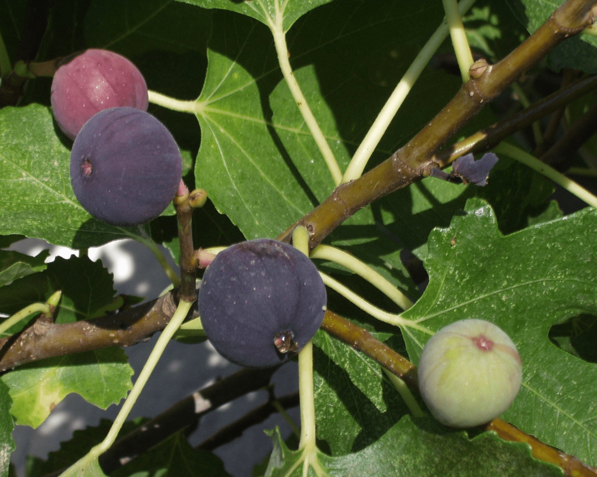 From light green to black skin fig fruits