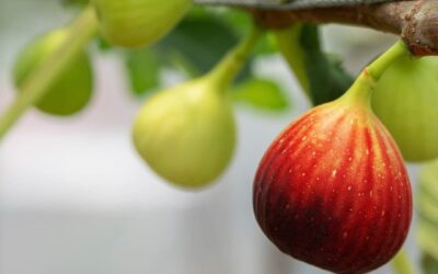 How to Choose the Best Fig Tree for Your Garden: A Complete Guide