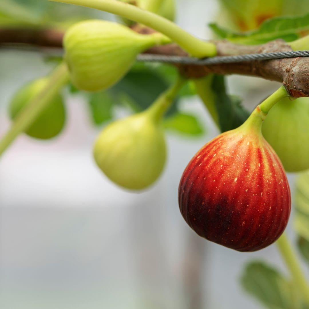 green and orange fig fruits