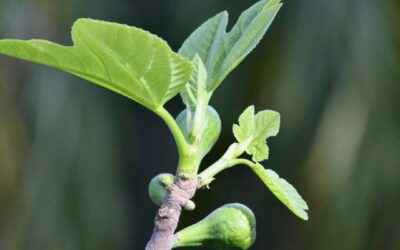 The Ultimate Guide to Growing Fig Trees in Your Garden: Tips, Tricks, and Care
