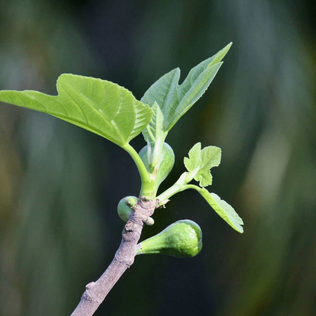small fig tree with fruit