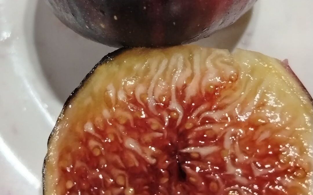 Choosing the Perfect Fig Variety for Your Terrace Garden