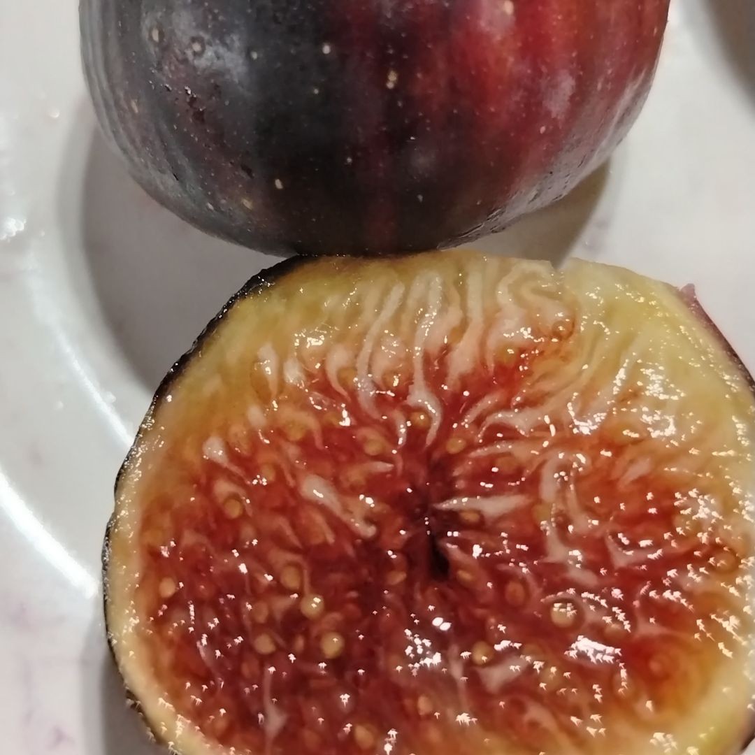 Dark fig