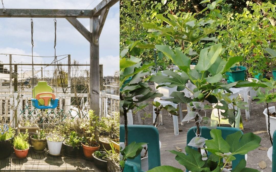 How I Transformed My Terrace Into a Lush Fig Garden
