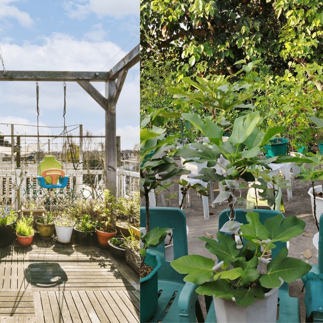 Before and After my garden transformation