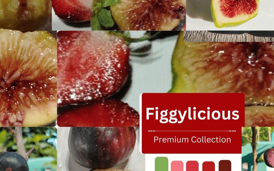 Figgylicious Garden: Delicious 15 Premium Figs