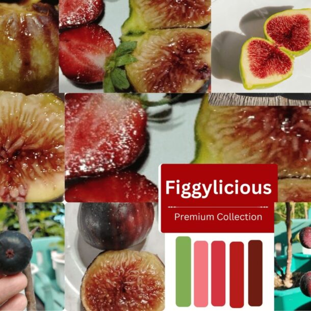 Red ripe juicy figs
