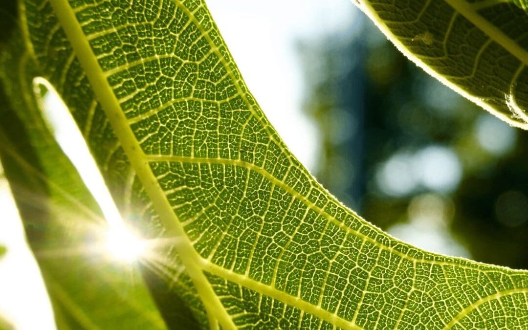 How to Successfully Plant and Grow Fig Trees in Hot Climates: A Complete Guide for the Philippines