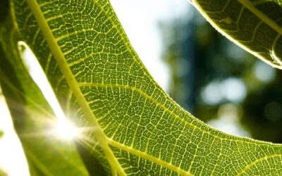 How to Successfully Plant and Grow Fig Trees in Hot Climates: A Complete Guide for the Philippines