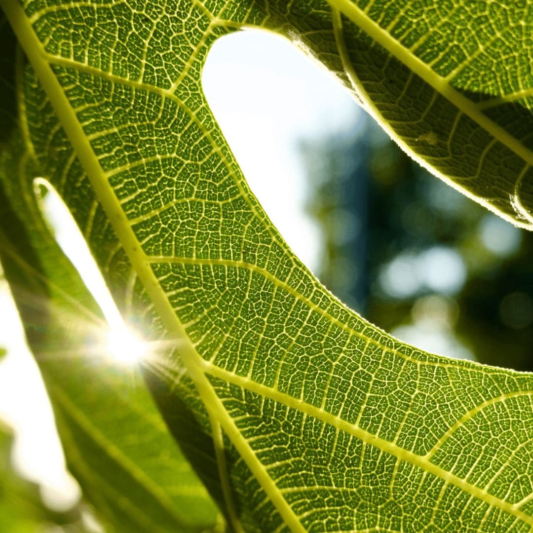 Fig leaf