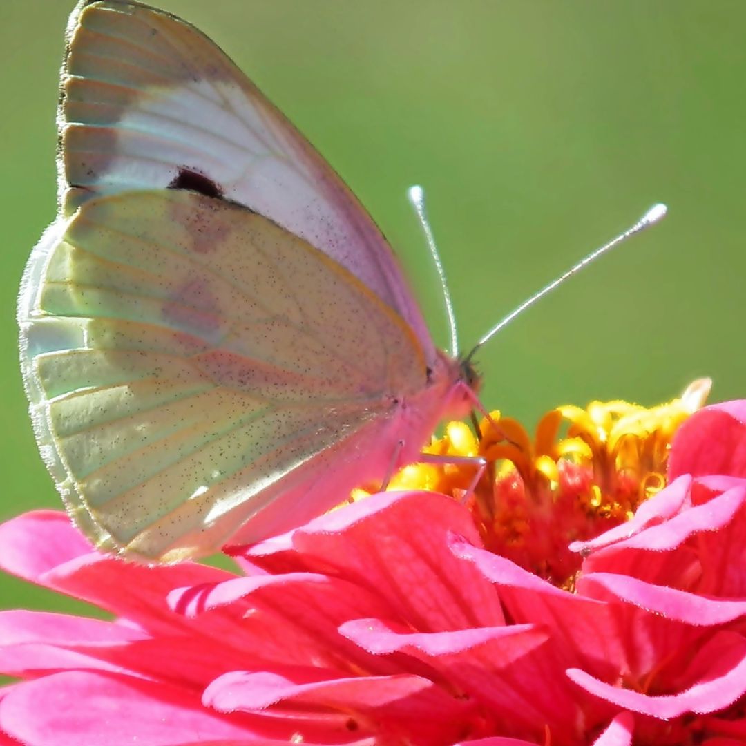 White butterfly on the pink flower