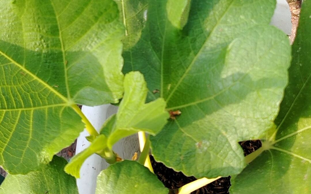 Day 7: How I Use Fig Leaves in My Kitchen