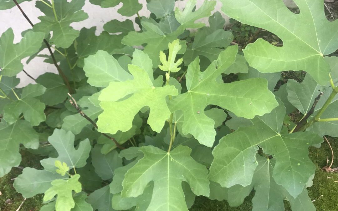 Day 9: Fig Trees and Sustainability: Growing a Low-Waste Garden