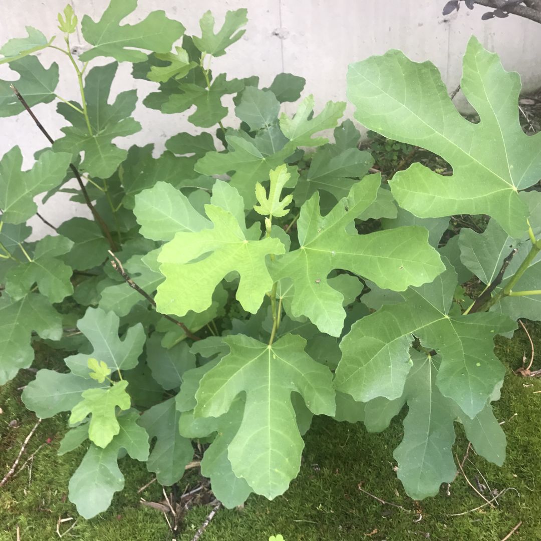 Bushy Fig tree