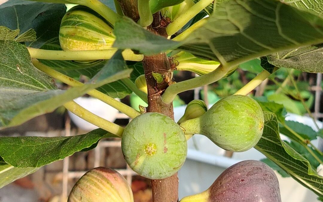 Day 6: The Fig Ripening Process: How to Know When Your Figs Are Ready