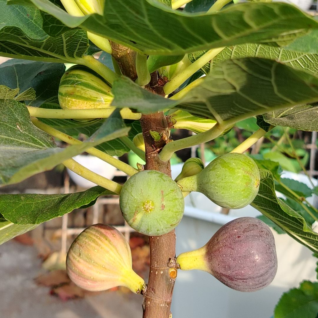 Terrace fig garden with ripe figs and lush green leaves