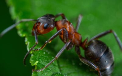Day 5: Common Fig Tree Pests – How to Protect Your Tree