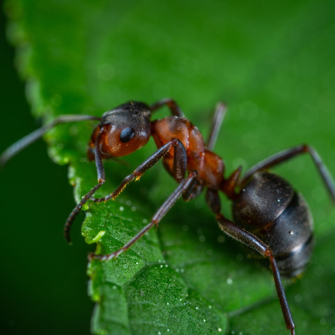 Ant on green leaf