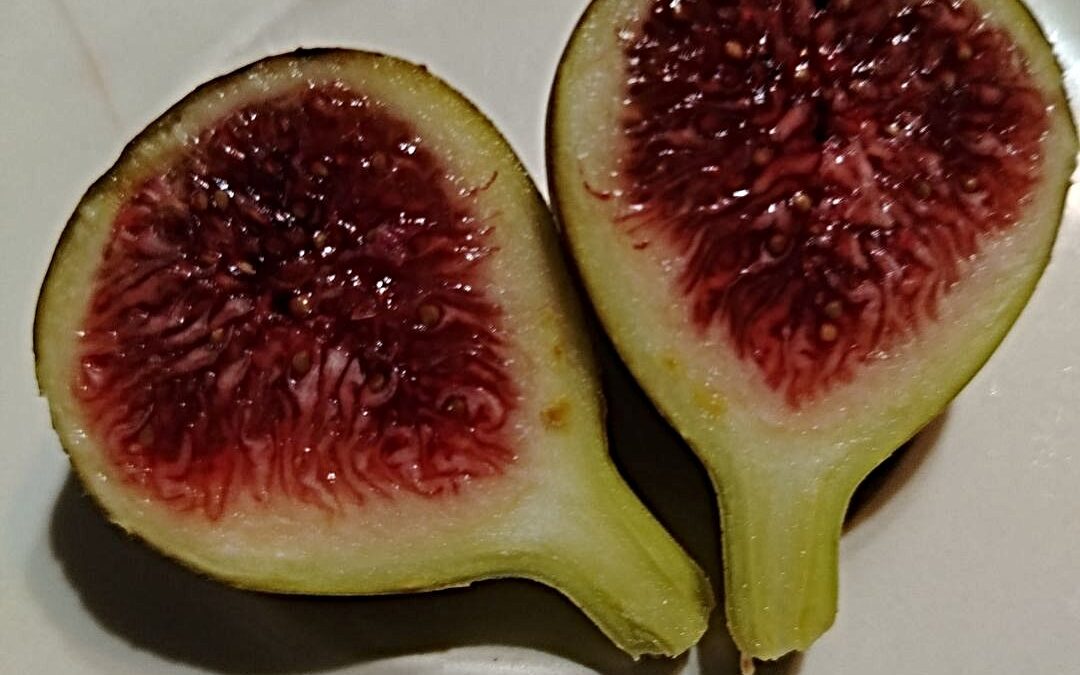 The 10 Premium Fig Varieties I Can’t Be Happy Without: A Delicious Guide to My Must-Have Figs
