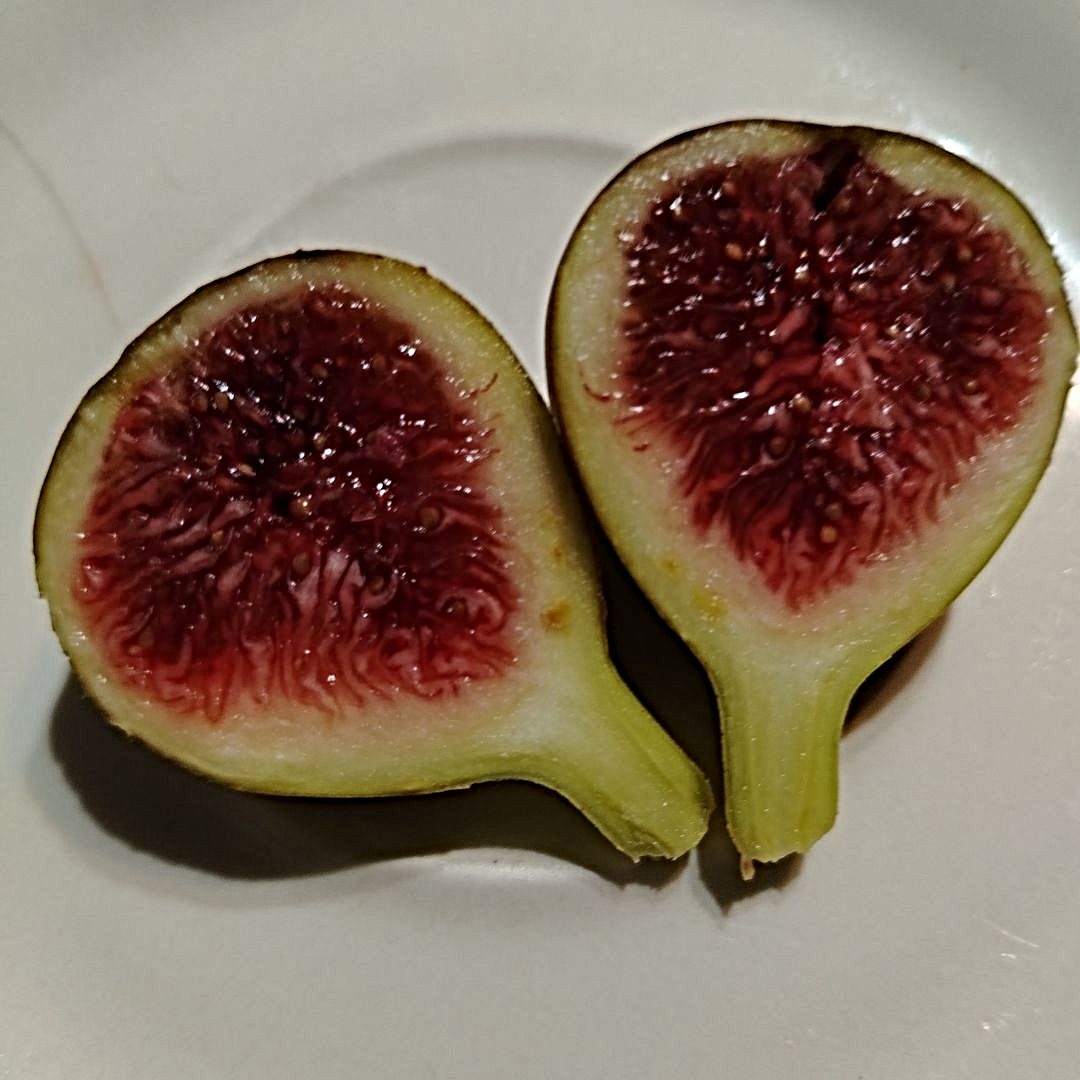 10 Premium Fig Varieties