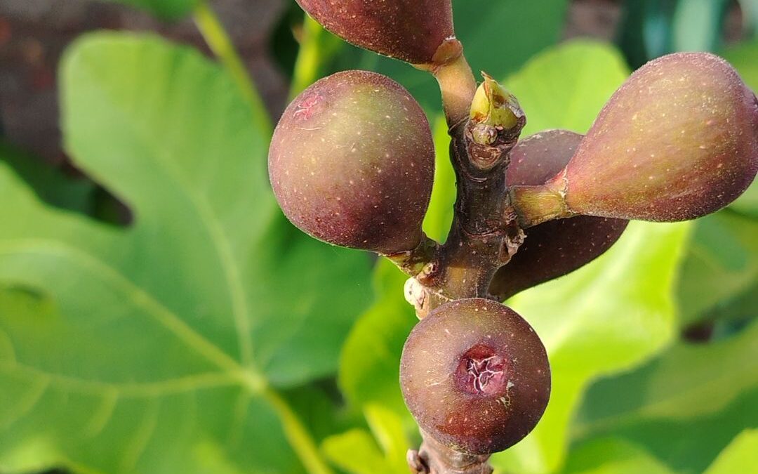 Day 2: Fig Tree Varieties – Choosing the Right Type for Your Garden