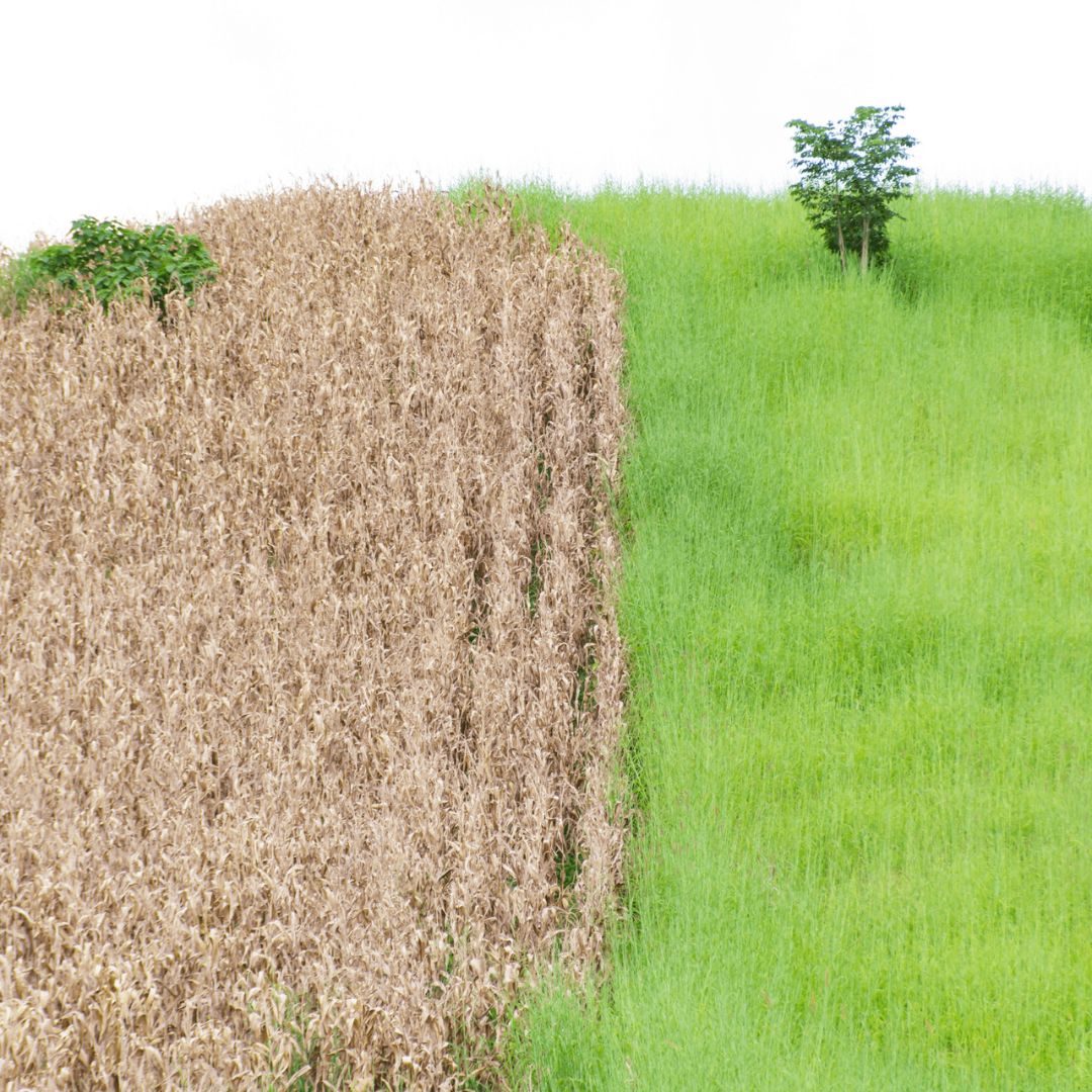 Most popular fig varieties