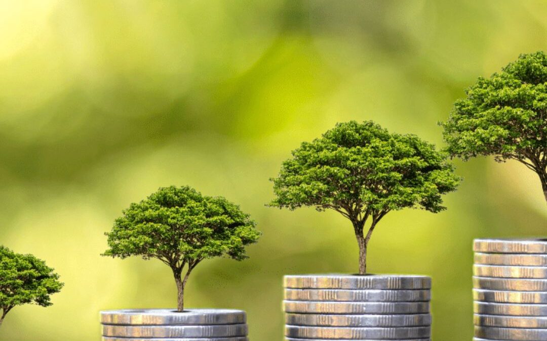 Did You Know You Can Make a Generous Income from Your Fig Trees?