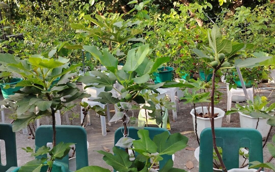 Potted Fig Tree Guide: Tips for Growing Fig Trees in a Pot