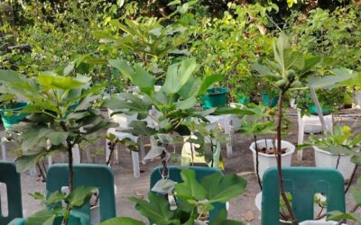 Potted Fig Tree Guide: Tips for Growing Fig Trees in a Pot