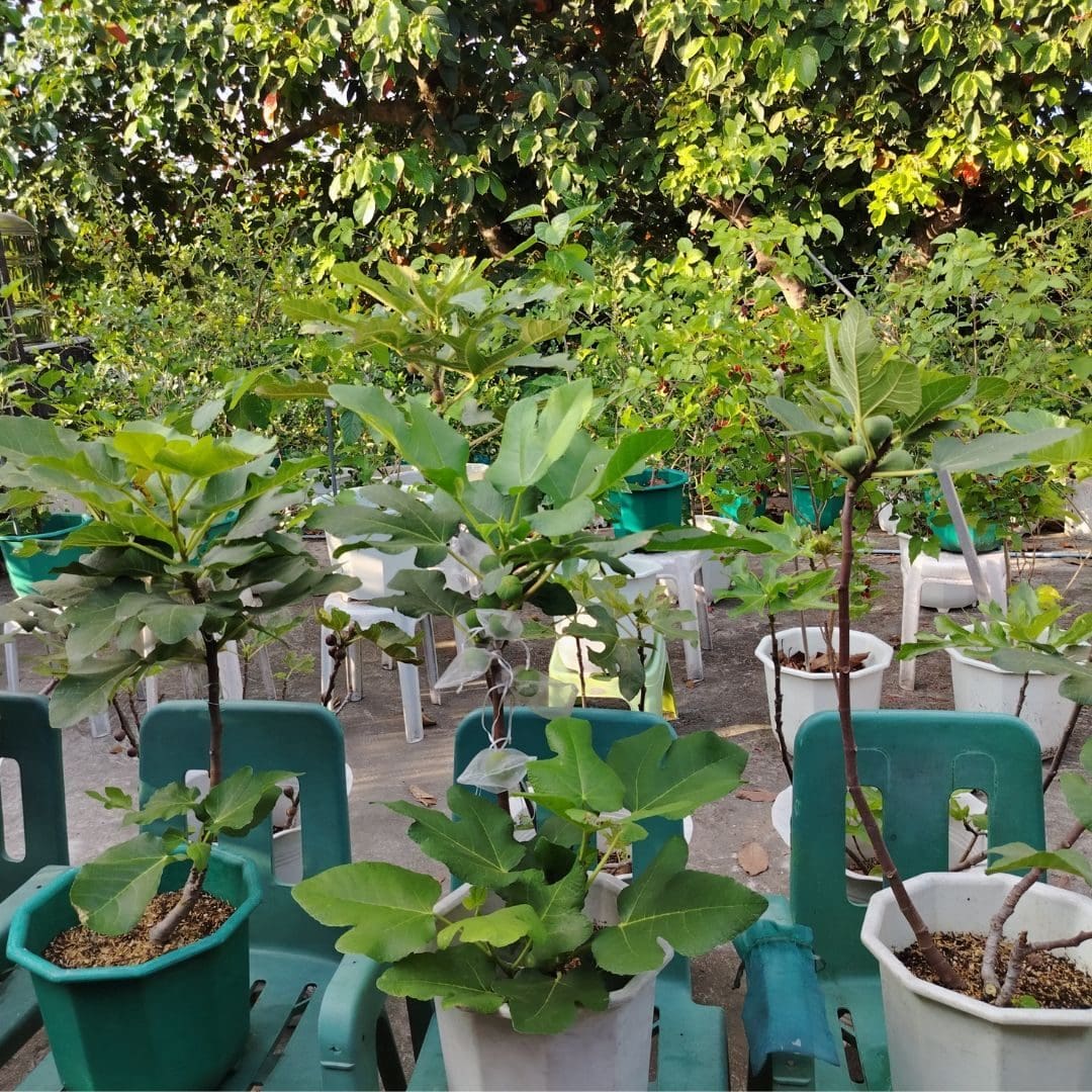 Figgylicious Garden Masterclass