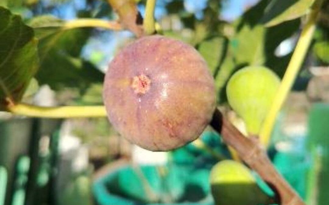 Why Growing Figs – In Pots or In-Ground – is the Ultimate Gardening Choice: Top Benefits You Need to Know