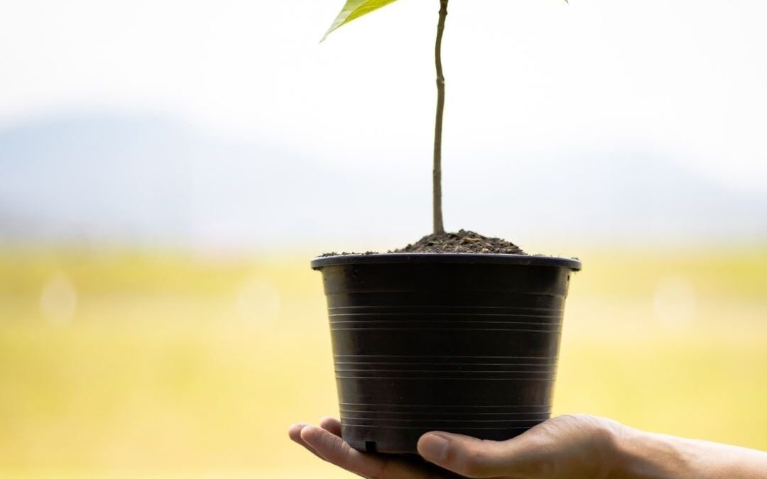 Day 3: Planting My Fig Trees – Step-by-Step Guide