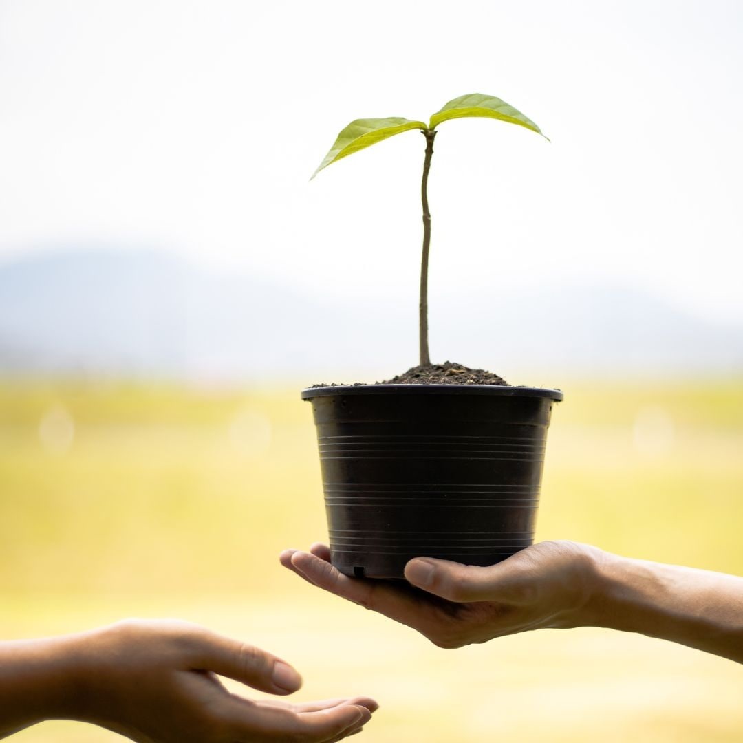 Plant in a black pot