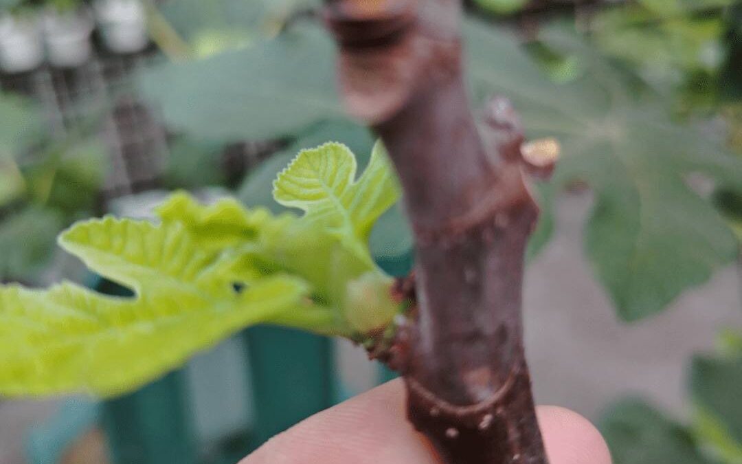 Day 4: Fig Tree Care – How to Keep Your Tree Happy and Healthy