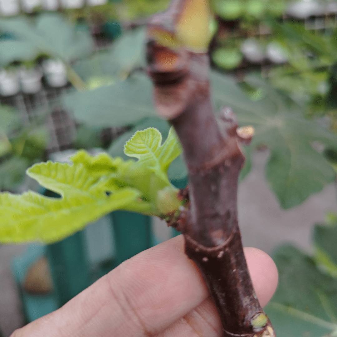Fig cutting with small green leaves