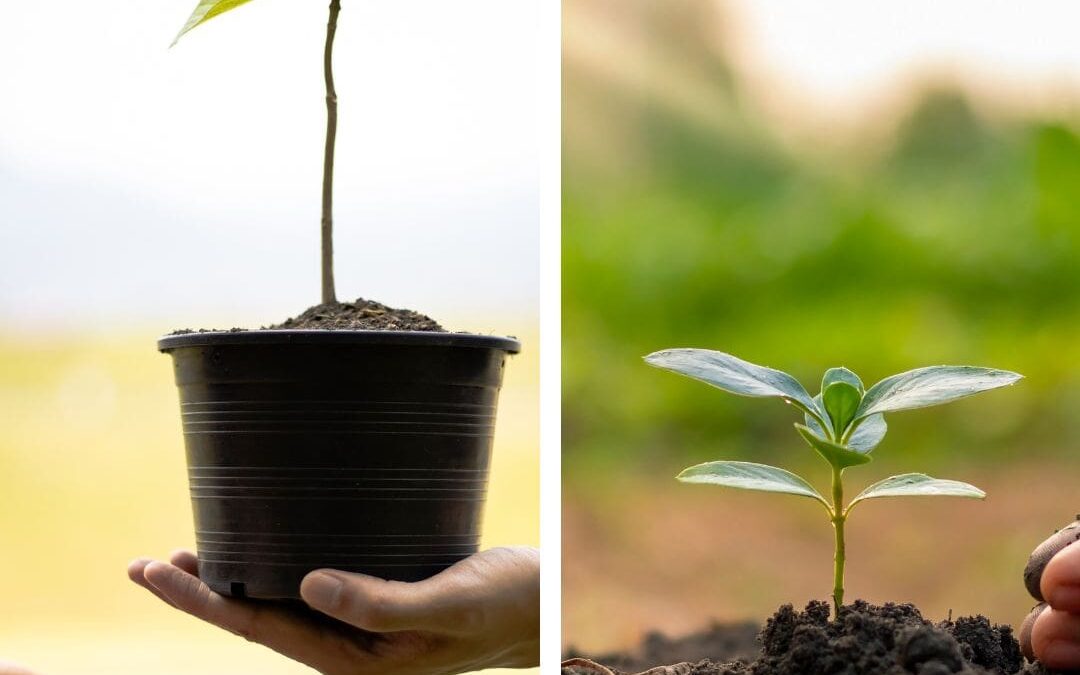 Potted Figs versus Inground Figs: Caring Difference