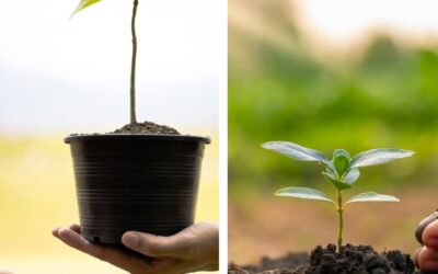 Potted Figs versus Inground Figs: Caring Difference