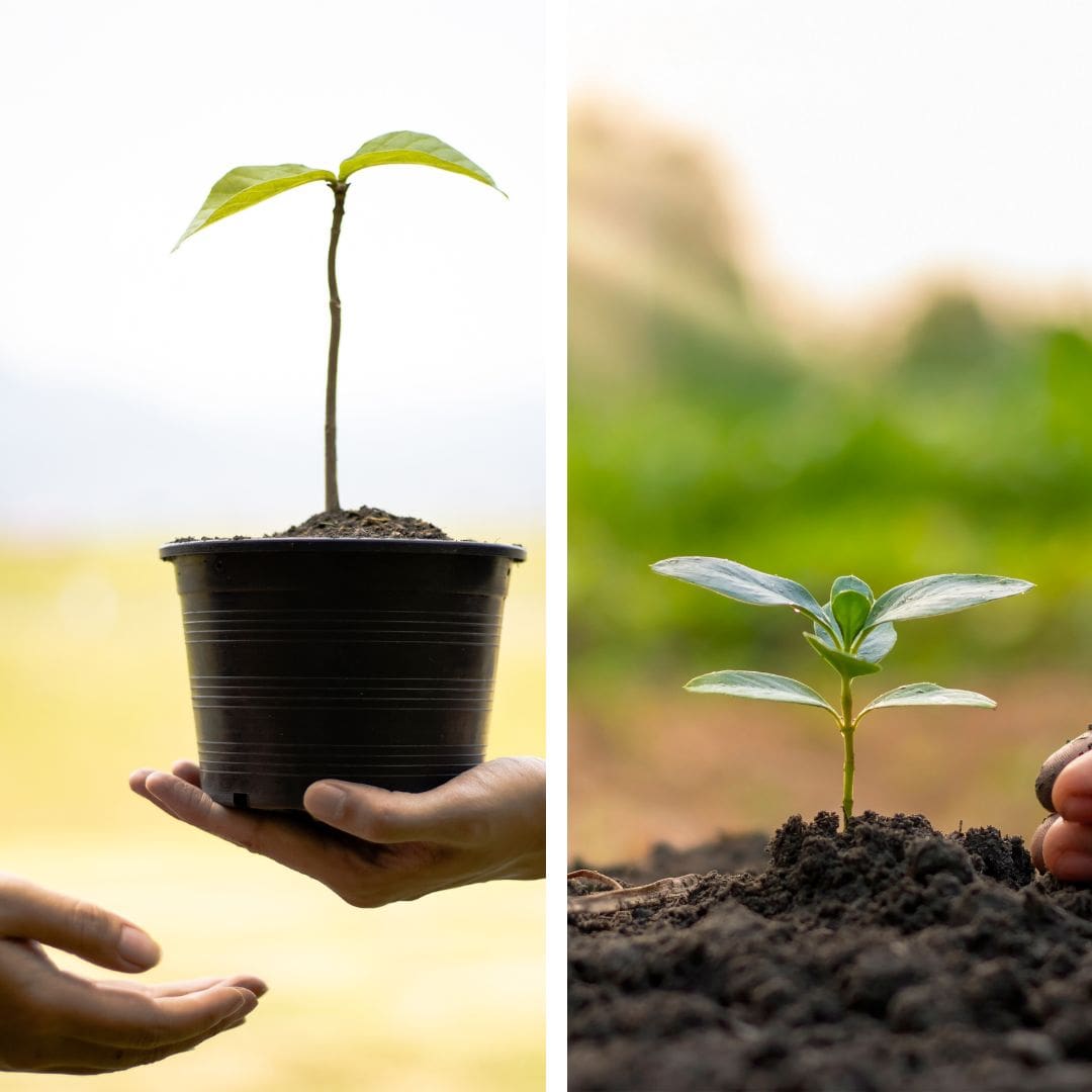 Potted Figs versus Inground Figs