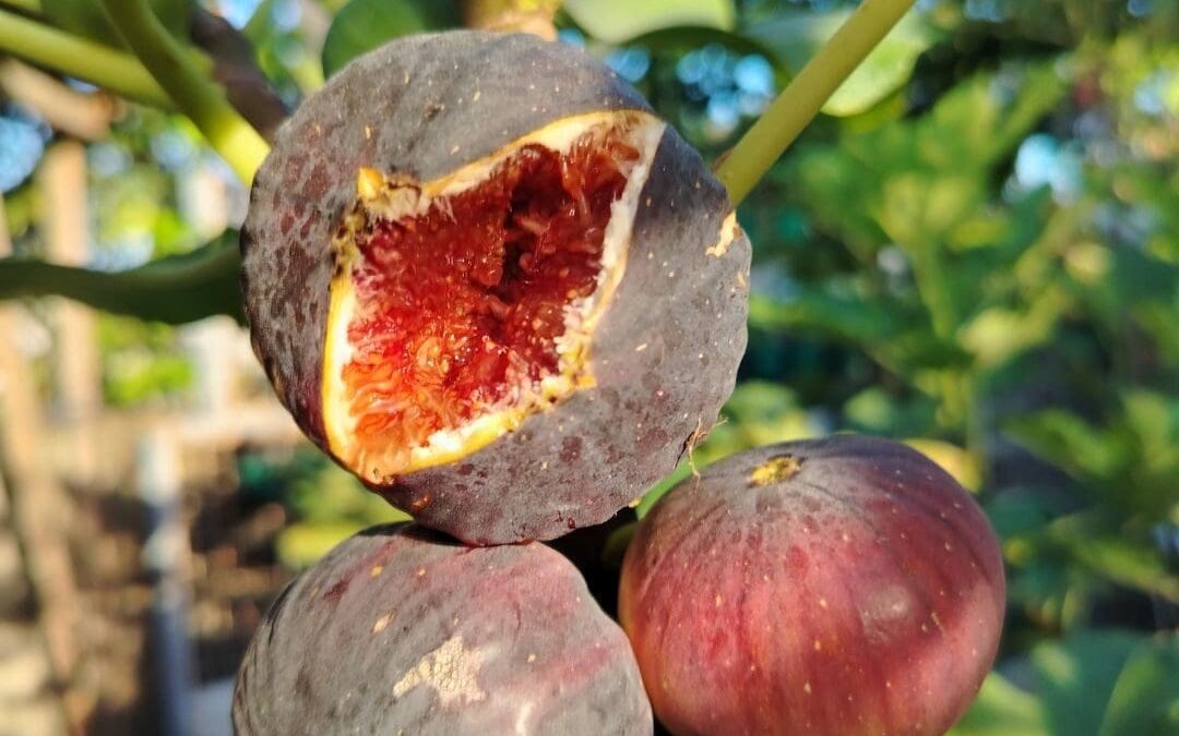 How I Saved My Ripening Figs From A Surprise Summer Downpour