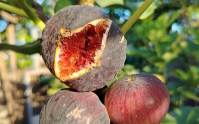 How I Saved My Ripening Figs From A Surprise Summer Downpour