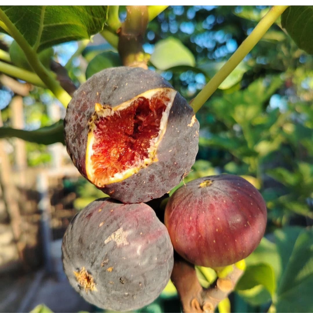 I saved my ripening figs