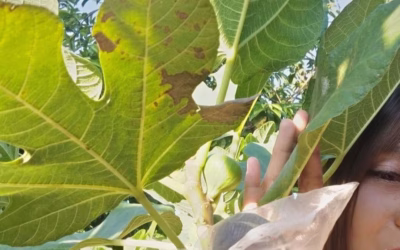 Is Too Much Summer Heat Good or Bad for Fig Trees? Let’s Talk About It! 🌞🌿