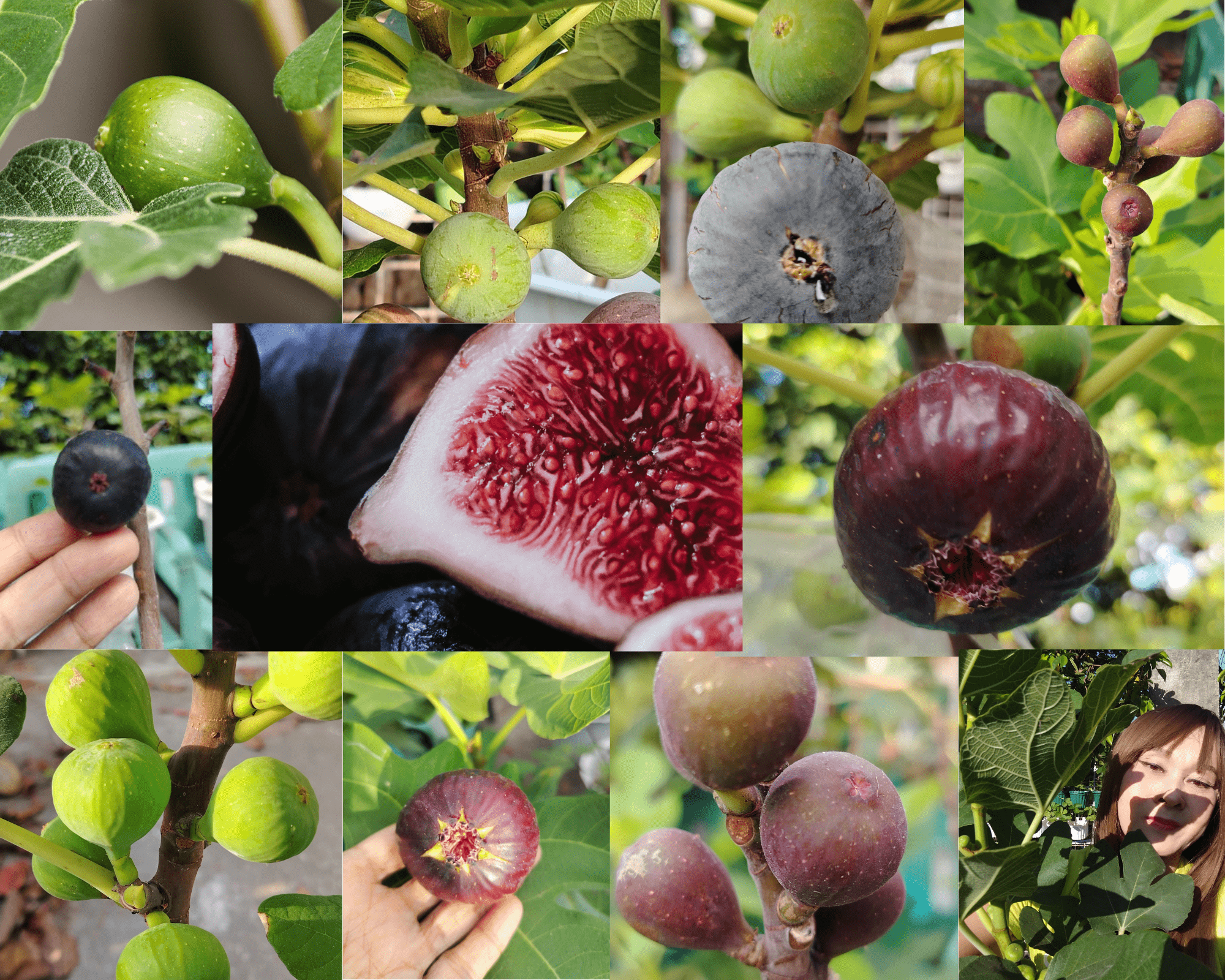Contact Fig Trees with Fruits