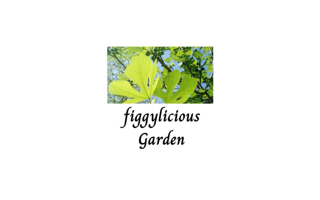 Figgylicious Garden