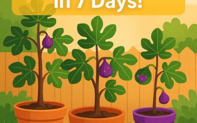 🌿Fig Garden: 7 Juicy Reasons to Start Your Own  and Get Our Free Mini-Course!