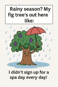 Rainy season fig care