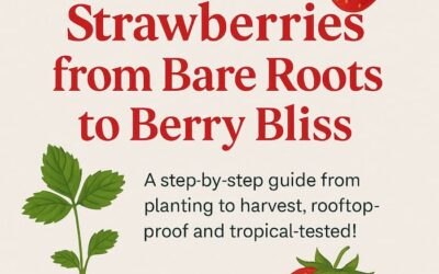 🍓 How I Started Growing Over 100 Strawberries on my Rooftop